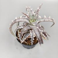 Dyckia Mahachai F2