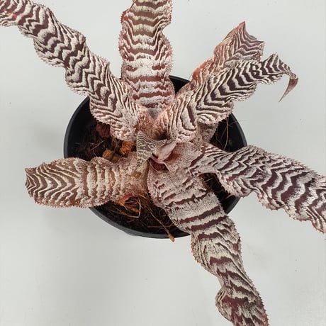 Cryptanthus 'Silver Zones' Bromeliad Cultivar Register (2146)