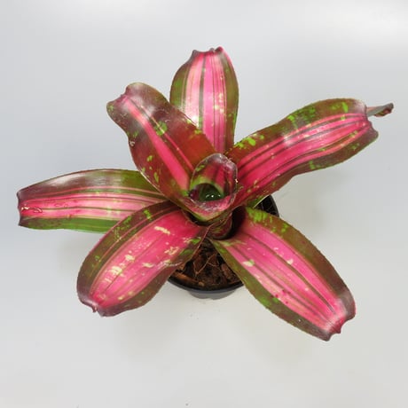 Neoregelia 'Broken Heart' Bromeliad Cultivar Register (13519)