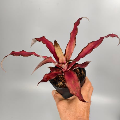 Cryptanthus 'Strawberries Flambé' Bromeliad Cultivar Register (2207)