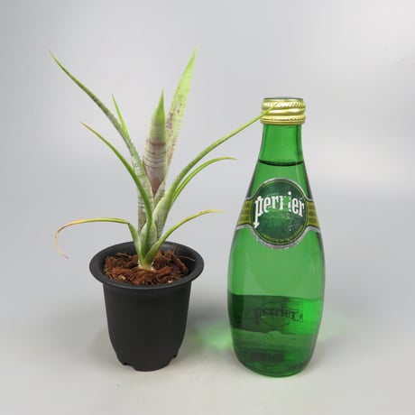 Neoregelia pauciflora Scurfy clone (White form)