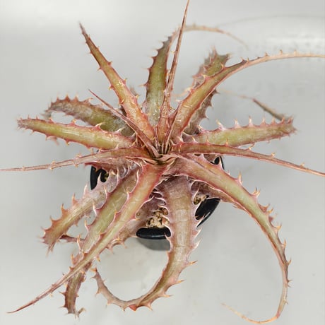 Encholirium nibertii × Ono Clone shidoku-plants-kuruu 2024 Self Seedling