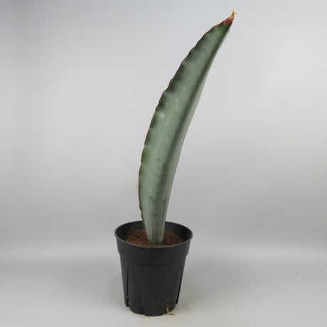 Sansevieria Monkey Bay