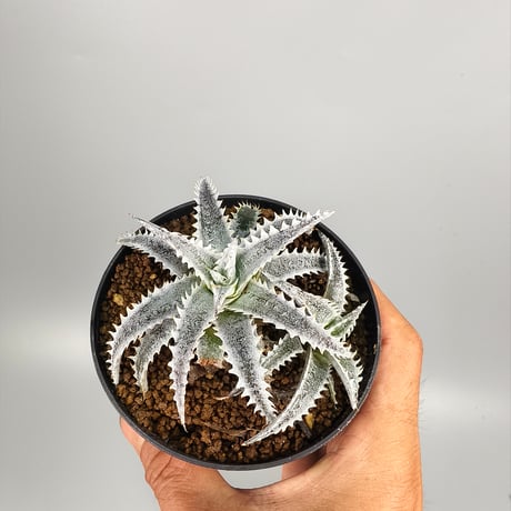 Dyckia 'Hotaka' Bromeliad Cultivar Register (15938)