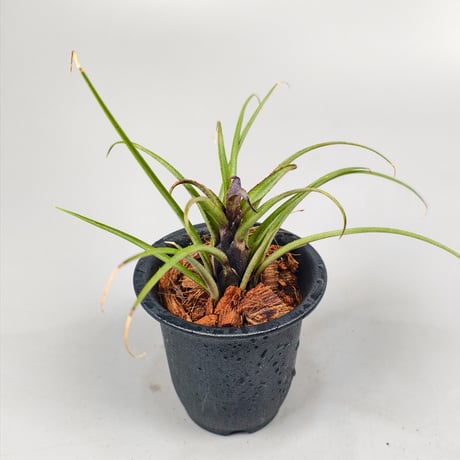 Aechmea recurvata Blackie