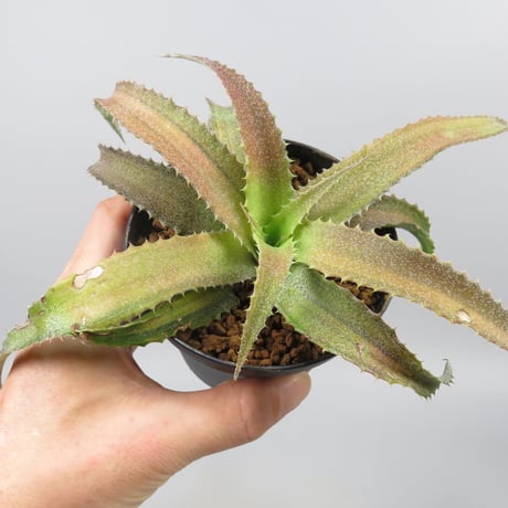 Orthophytum 'Iron Ore' variegata