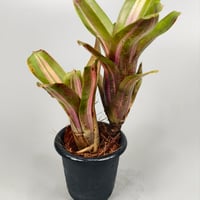Neoregelia 'Kilihune'(Lisa Vinzant) Bromeliad Cultivar Register (12019)