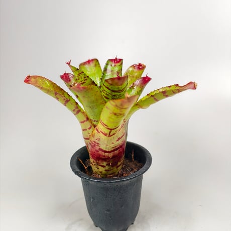 Neoregelia Little Faith Bromeliad Cultivar Register (5446)