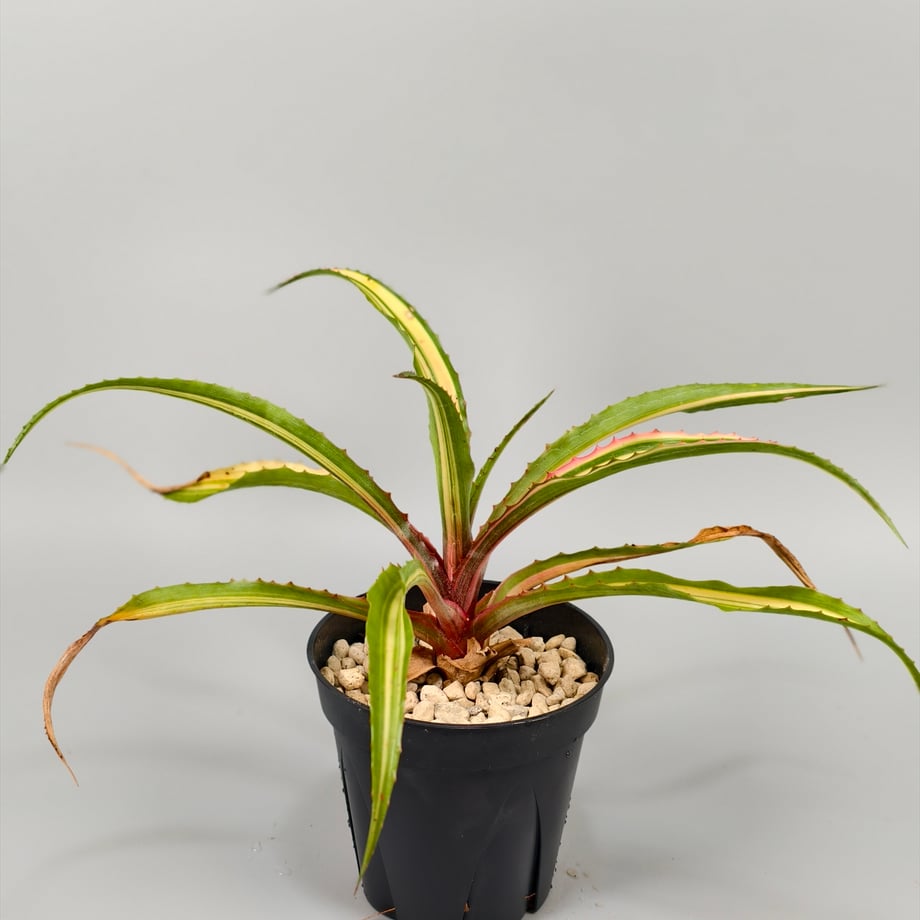 6adccec719f194a2e92c3f46