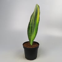 Sansevieria Masoniana from Yoky plant