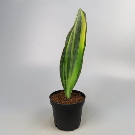 Sansevieria Masoniana from Yoky plant