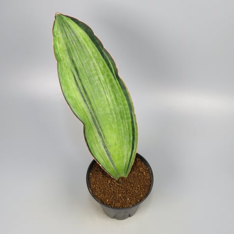 Sansevieria Bruda from Yoky plant