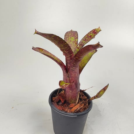 Neoregelia ampullacea 'Zebrina'（WBC2006 Chan）ex SN