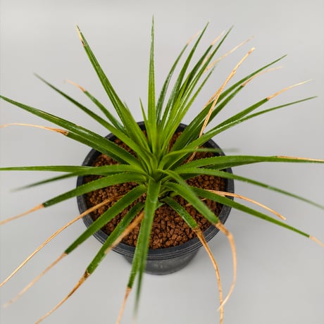 Sincoraea mucugensis ex Cherry Basic