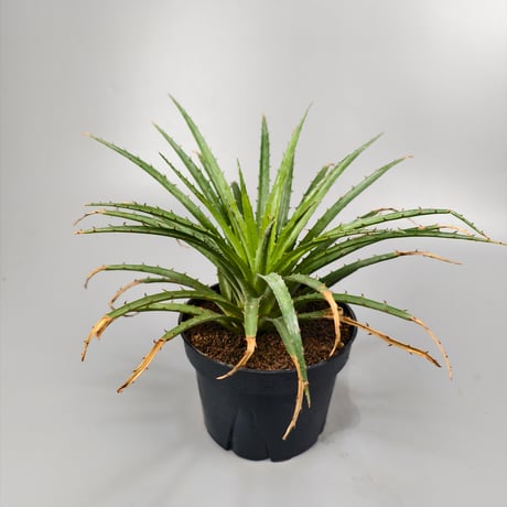 Bromelia humilis small Clone