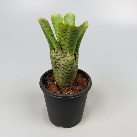 Neoregelia punctatissima Yellow form