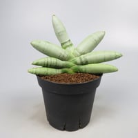 Sansevieria boncel platinum from Yoky plant