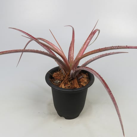 Aechmea recurvata f.rubra