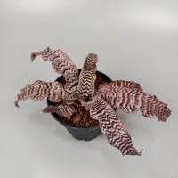 Cryptanthus 'Silver Zones' Bromeliad Cultivar Register (2146)