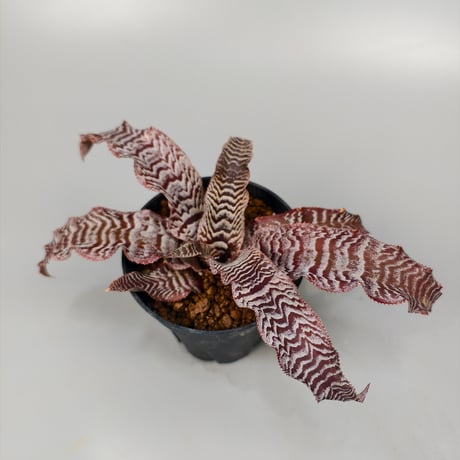 Cryptanthus 'Silver Zones' Bromeliad Cultivar Register (2146)