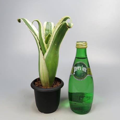 Hohenbergia 'Karla' (BCR11568) ex Hermann Prinsler