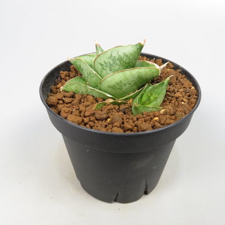 Sansevieria San Luk from Yoky plant