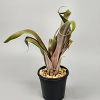 Aechmea bromeliifolia var. rubra spineless Seeding: Double T Nursery