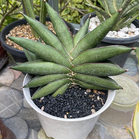 Sansevieria konnichiwa from Yoky plant