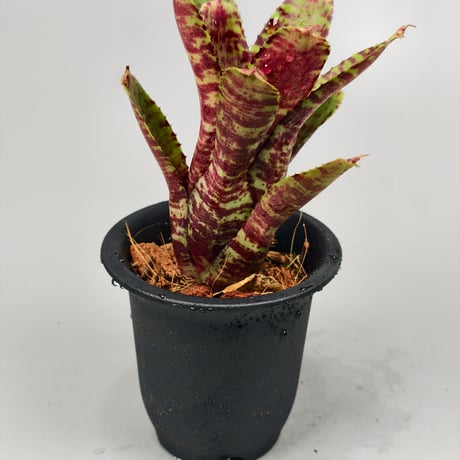 Neoregelia Tiger Sprung