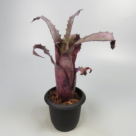 Hohenbergia sp. Leme #2203