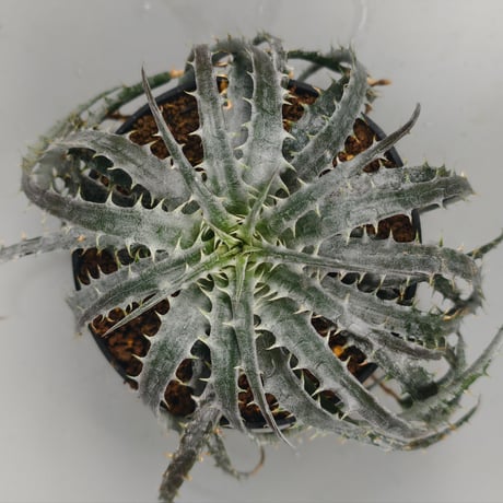 Encholirium diamantinum from Seeds Brazil
