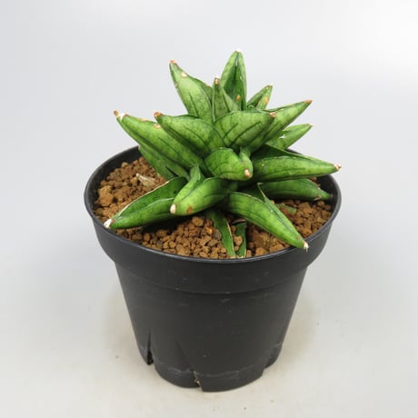 Sansevieria Durian from Yoky plant