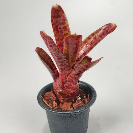 Neoregelia punctassima rubra x Hot Ember