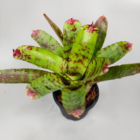 Neoregelia Kamehameha