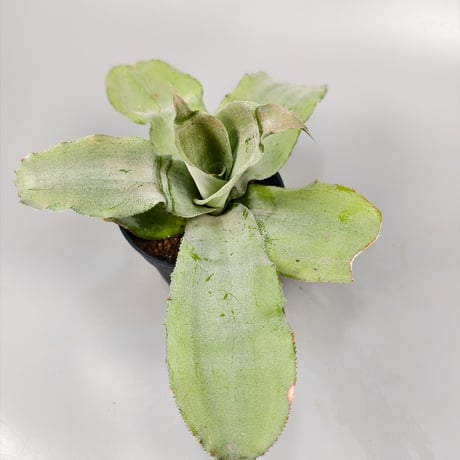 Cryptanthus 'Green Peach'