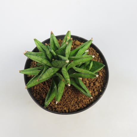 Sansevieria Durian from Yoky plant