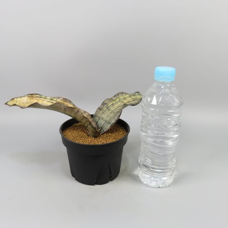 Sansevieria kirkii var. pulchra 'Coppertone' Silver variegated.