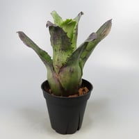 Hohenbergia leopoldo-horstii Black form