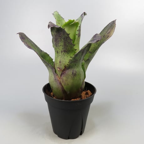 Hohenbergia leopoldo-horstii Black form