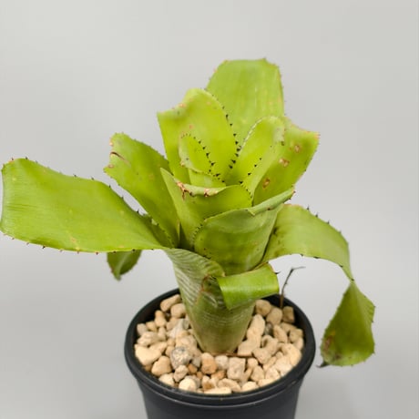 Billbergia horrida var. horrida