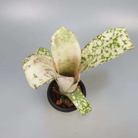 Billbergia 'Poquito Mas' (BCR1055)