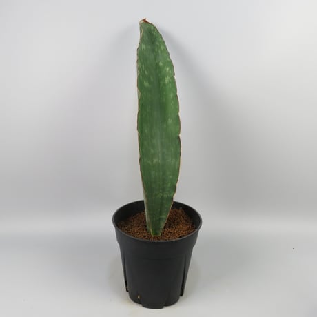 Sansevieria Monkey Bay