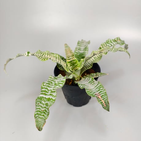 Cryptanthus 'Ocean Mist' Bromeliad Cultivar Register (1910)