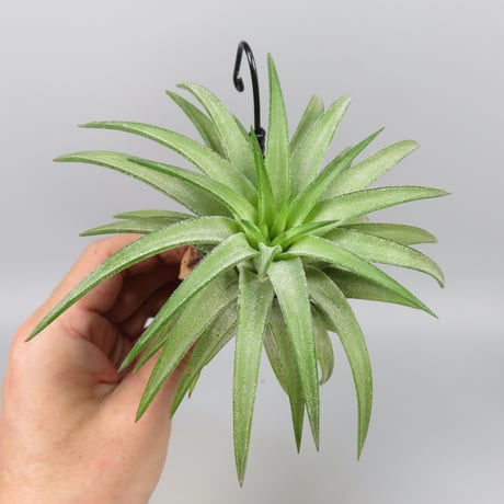Tillandsia ionantha var. vanhyningii 'Green Dragon'