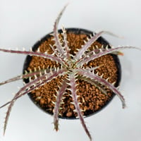 Dyckia dawsonii Bill Baker Clone