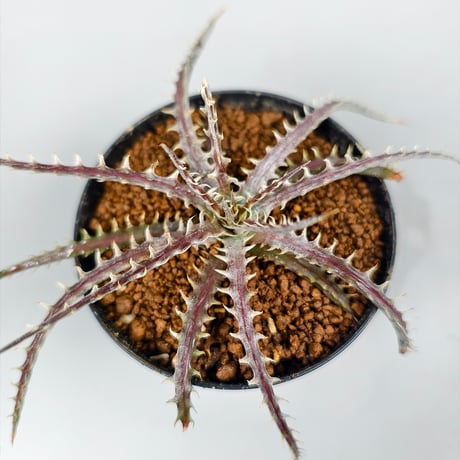 Dyckia dawsonii Bill Baker Clone