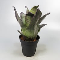 Hohenbergia leopoldo-horstii Black form
