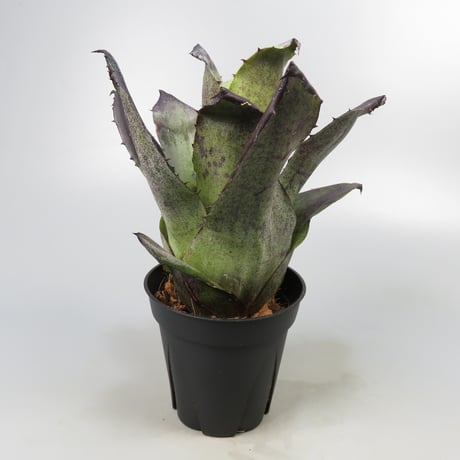 Hohenbergia leopoldo-horstii Black form