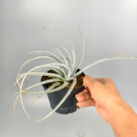 Hechtia sp. Barranca de Toliman ex Andy Siekkinen
