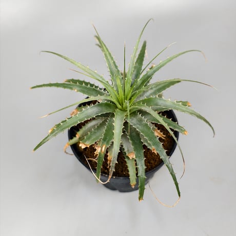 Deuterocohnia longipetala  lithospheric form DJC Southern Bolivia.